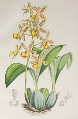 2998
<br/>
A monograph of Odontoglossum.
<br/>
<em></em>